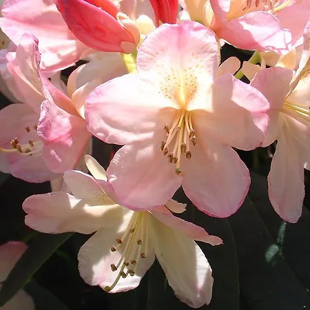 Bed & Breakfast Walenburg فندق مبيت وإفطار