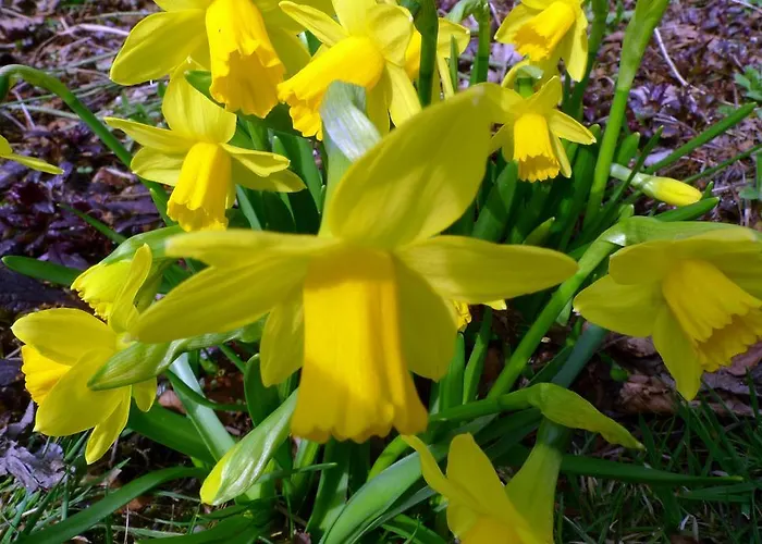 Bed & Breakfast Walenburg 3*