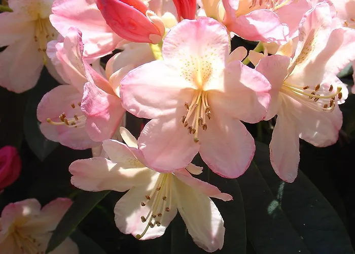 Bed & Breakfast Walenburg فندق مبيت وإفطار